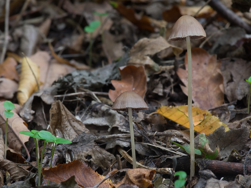 Psathyrella microrrhiza